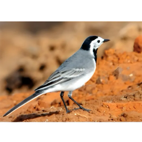 פלקט נחליאלי 45/32 ס"מ