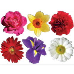 ערכת גזירות ענק פרחים