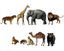 ערכת גזירות ענק חיות בר