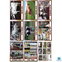 ייצור החלב - ערכת תמונות